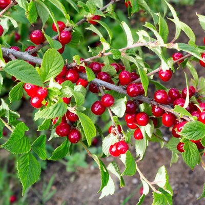 Prunus tomentosa