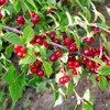 Prunus tomentosa