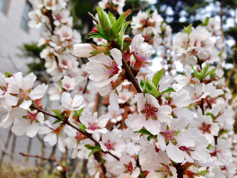 Prunus tomentosa