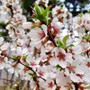 Prunus tomentosa
