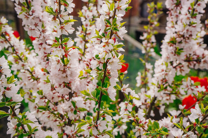 Prunus tomentosa