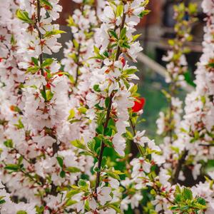 Prunus tomentosa