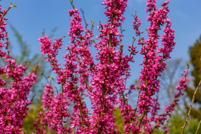 Cercis chinensis Avondale