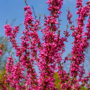 Cercis chinensis Avondale