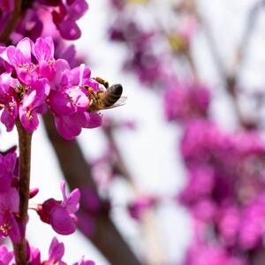 Cercis chinensis Avondale