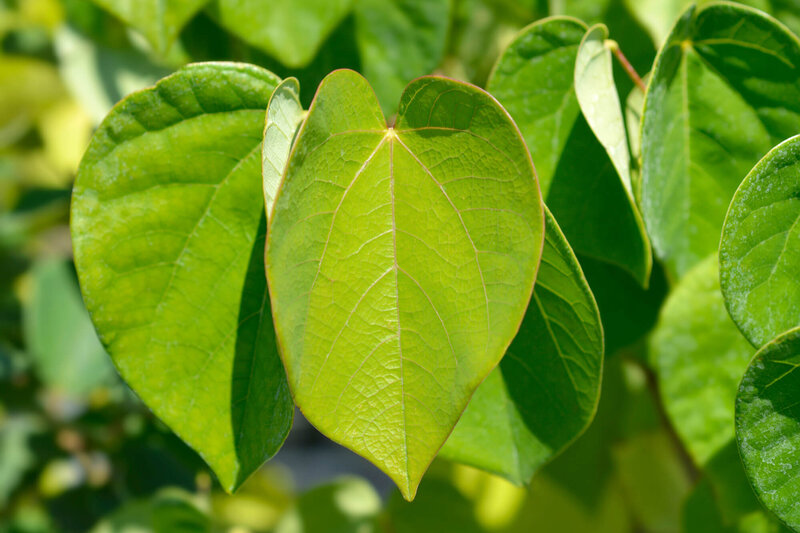 Cercis chinensis Avondale