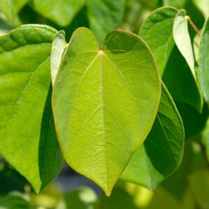 Cercis chinensis Avondale