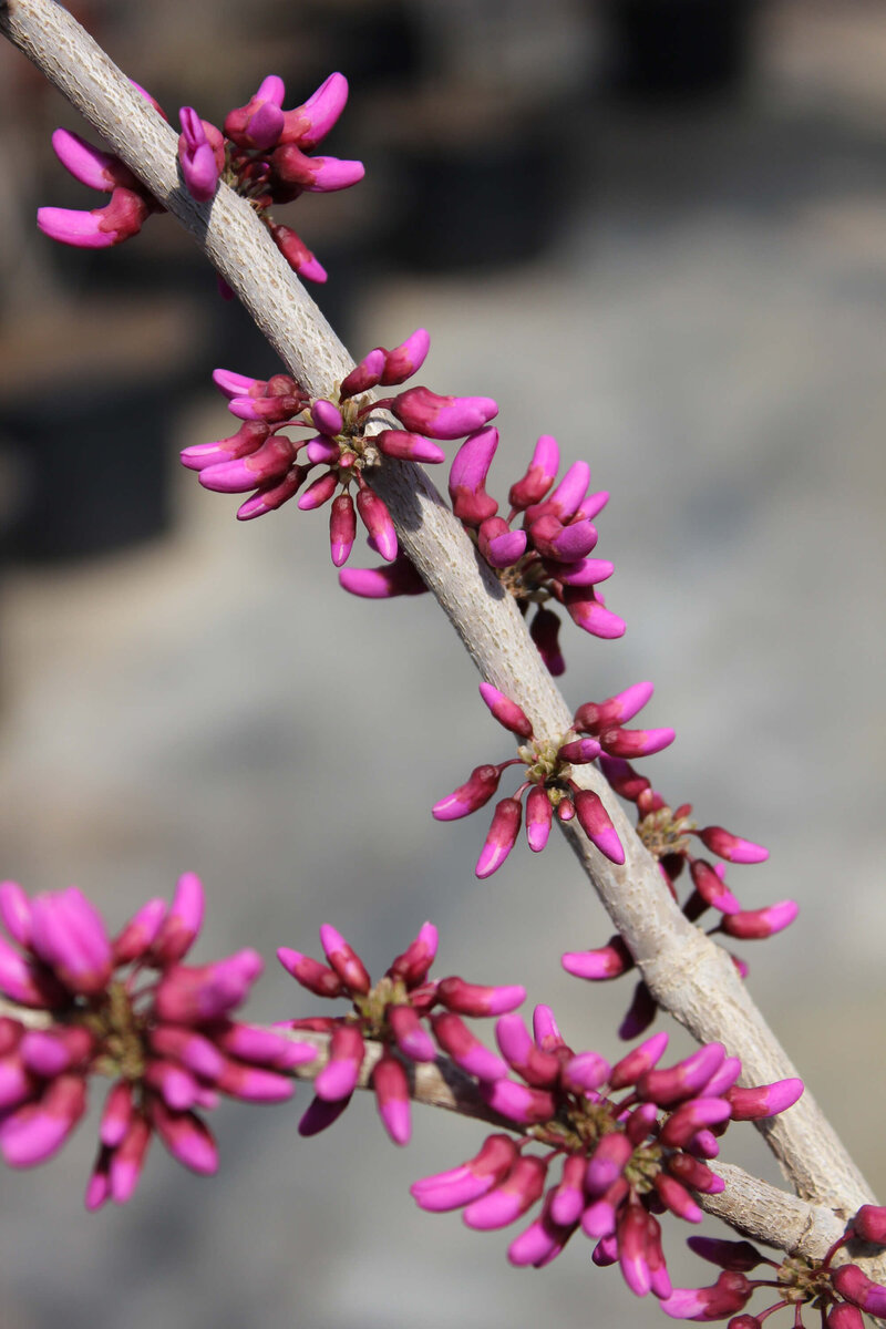 Cercis chinensis Avondale