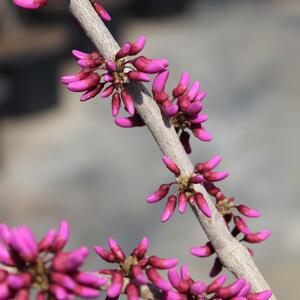 Cercis chinensis Avondale