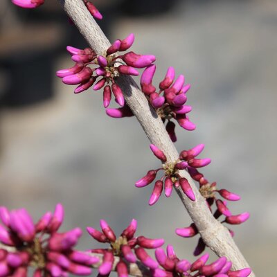 Cercis chinensis Avondale