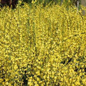 Cytisus praecox Allgold