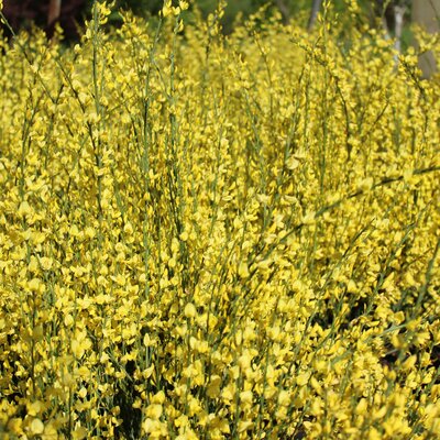 Cytisus praecox Allgold