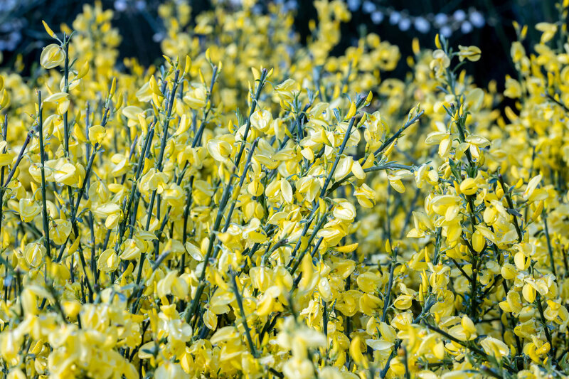 Cytisus praecox Allgold