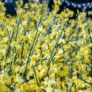Cytisus praecox Allgold