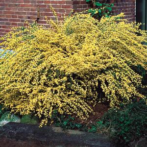 Cytisus praecox Allgold