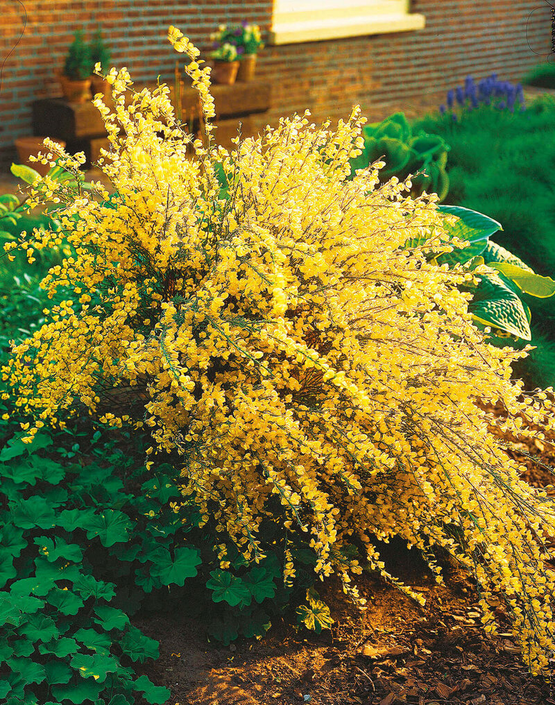 Cytisus praecox Allgold