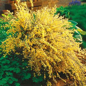 Cytisus praecox Allgold