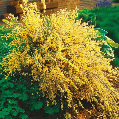 Cytisus praecox Allgold