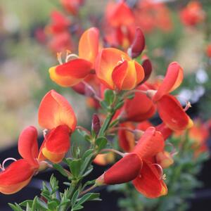 Cytisus praecox Lena