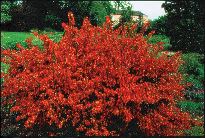 Cytisus praecox Lena