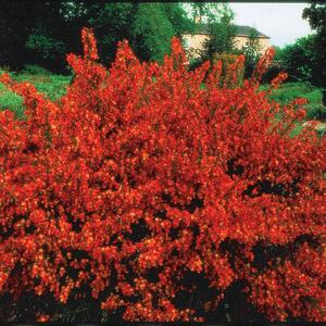 Cytisus praecox Lena