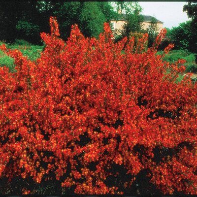Cytisus praecox Lena