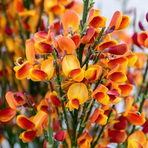 Cytisus praecox Lena