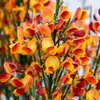 Cytisus praecox Lena