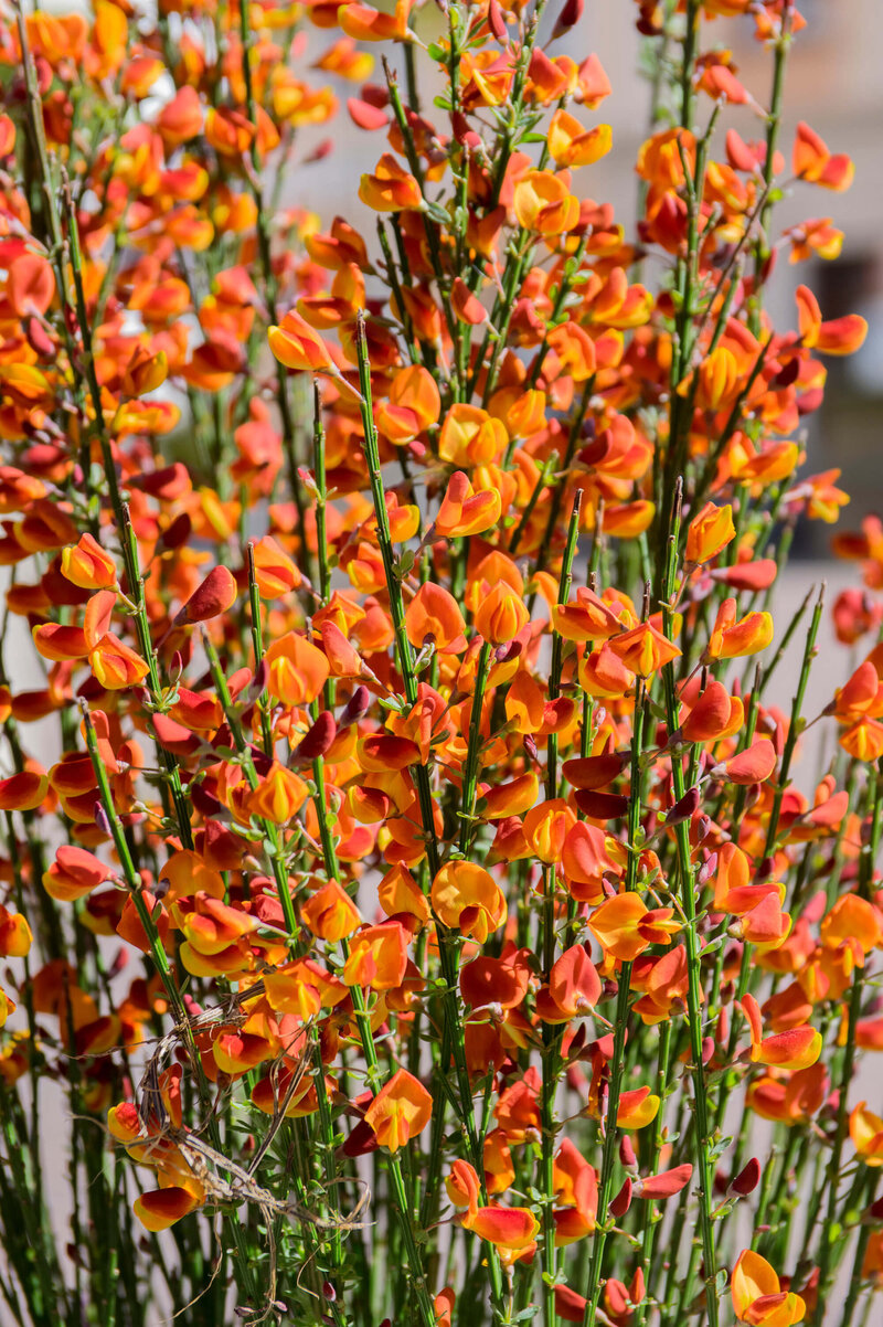 Cytisus praecox Lena