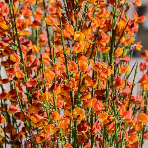 Cytisus praecox Lena