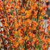 Cytisus praecox Lena
