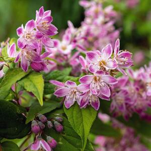 Deutzia 'Raspberry Sundae'