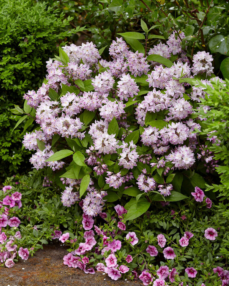 Deutzia 'Raspberry Sundae'