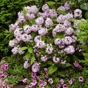Deutzia 'Raspberry Sundae'