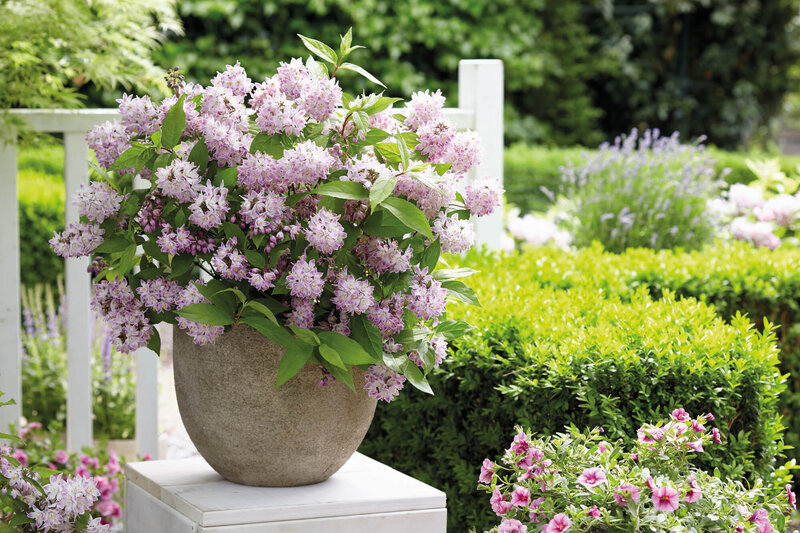 Deutzia 'Raspberry Sundae'