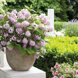 Deutzia 'Raspberry Sundae'