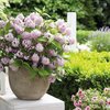 Deutzia 'Raspberry Sundae'