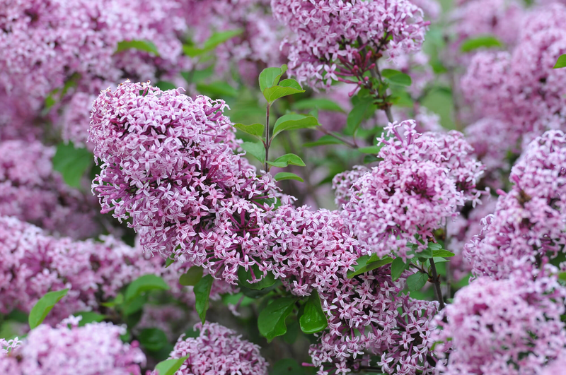 Syringa meyeri Lillifee