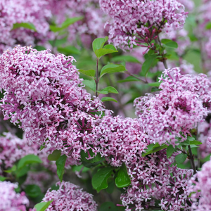 Syringa meyeri Lillifee