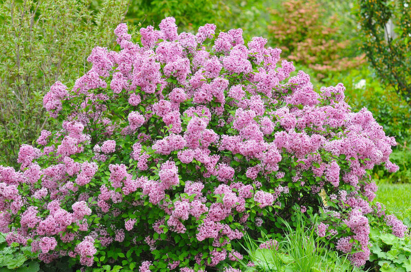 Syringa meyeri Lillifee