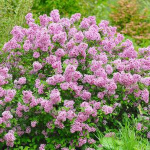 Syringa meyeri Lillifee