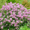 Syringa meyeri Lillifee