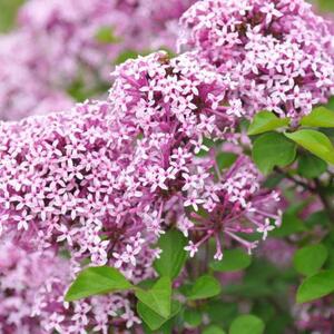 Syringa meyeri Lillifee
