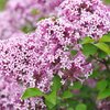 Syringa meyeri Lillifee