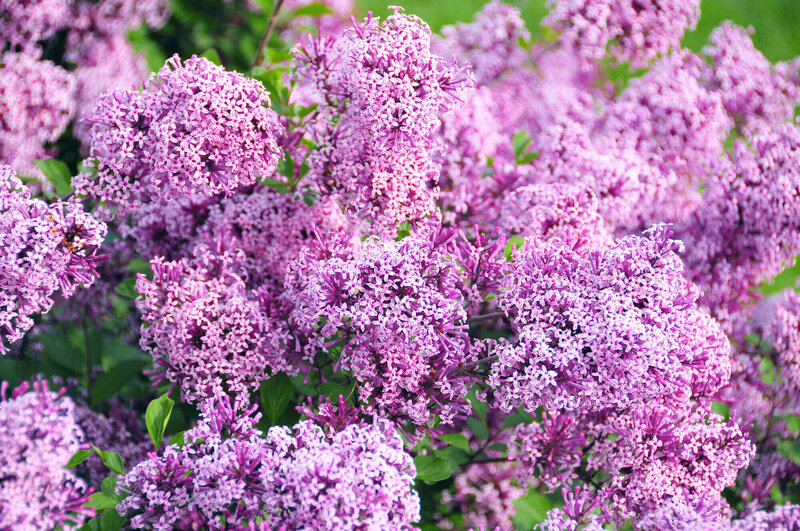 Syringa meyeri Lillifee