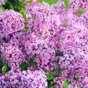 Syringa meyeri Lillifee