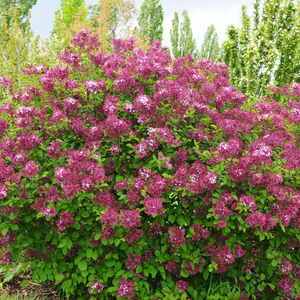 Syringa meyeri Lillifee