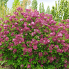 Syringa meyeri Lillifee