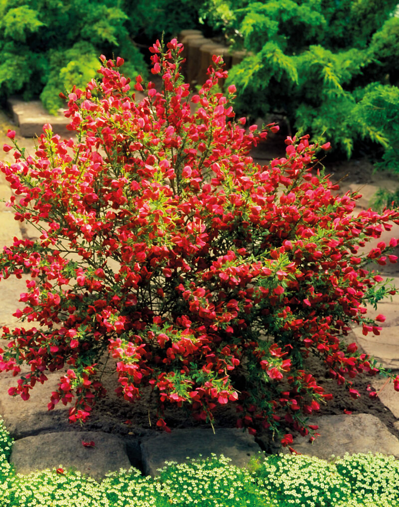 Cytisus praecox Boskoop Ruby