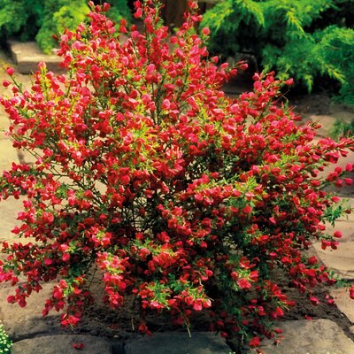 Cytisus praecox Boskoop Ruby